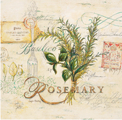 עשבי תיבול מטוסקנה -  רוזמרין רוזמרין עשבים טקסט איורים איטליה  תמונות של תבלינים
