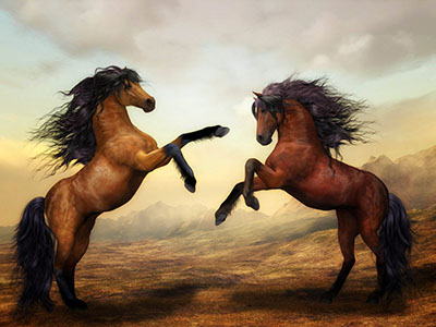 סוסים - Horses