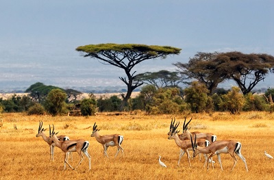 אנטילופות antelopes