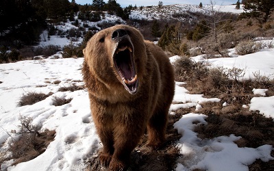  הדב   bear grin grass snow aggression