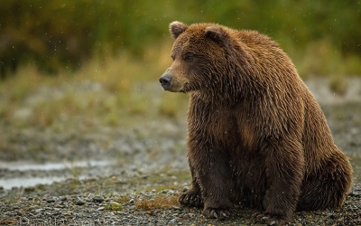  הדב   bear sitting thick   דב bear