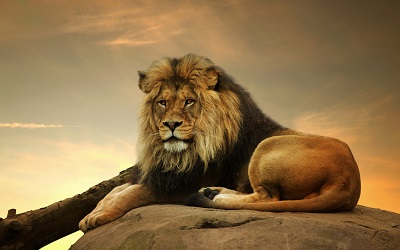 _big_lion_on_stone