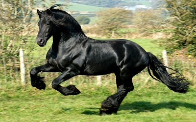 סוס שחור  black horseסוס שחור  black horse