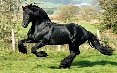 סוס שחור  black horse