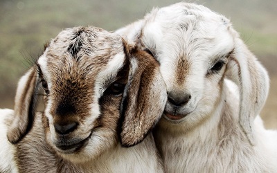 כבשים couple beautiful lambsכבשים couple beautiful lambs