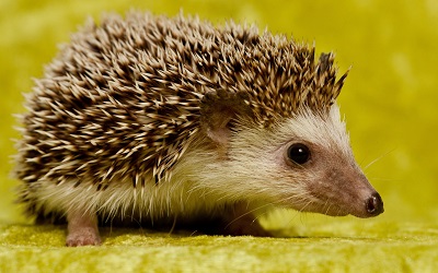 קיפוד Cute Hedgehog