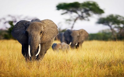 _elephant_grass_walk_africa_field פילים