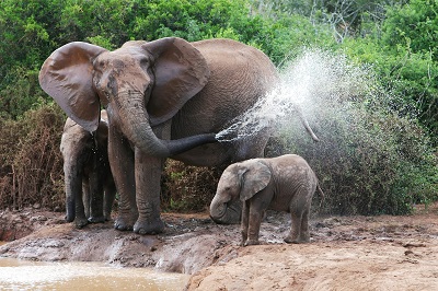 _elephants_bathing_female_elephant_calves_water פילים