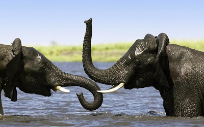 _elephants_bathing_trunks_splashing_africa