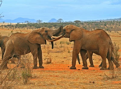 קרב פילים elephants fightingקרב פילים elephants fighting