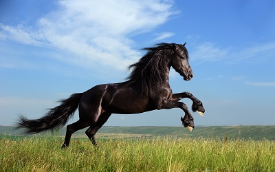 סוס horse grass jump sky