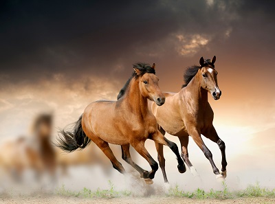 סוסים  horsesסוסים  horses