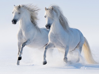 סוסים  horsesסוסים  horses