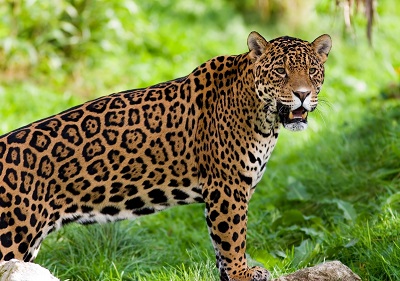 נמר jaguar wild cat predator יגואר jaguar