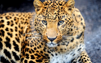 _leopard_muzzle_eyes   נמר 