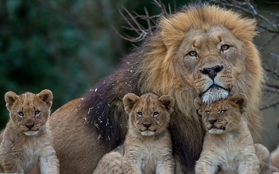 משפחת אריותאריה lion     _lion_lioness_young_family_predators  משפחת אריות