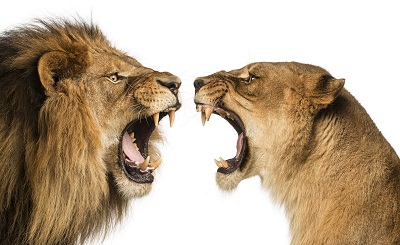 אריה מול לביאהאריה lion   _lion_lioness  משפחת אריות