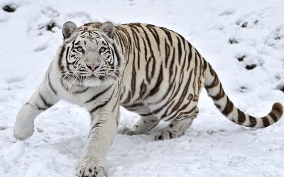  נמר _tiger_albino_snow_winter 