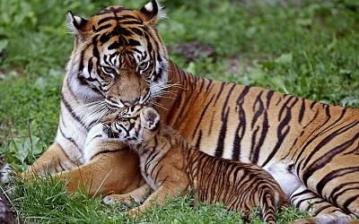 טיגריס tigerנמר  _tiger_cub_down_family_care_baby_big_cat  נמר