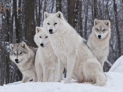  white wolves זאבים לבנים