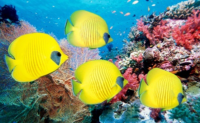 דגי פרפר yellow butterfly fishדגי פרפר yellow butterfly fish