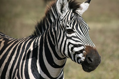  Zebra זברה Zebra זברה