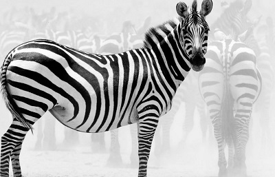  Zebra זברה   _zebra_beasts_animals_africa_stripes_ultra