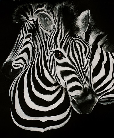  Zebra זברה   _zebra_stripes