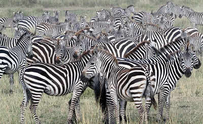  Zebra זברה  Zebra זברה   stripes