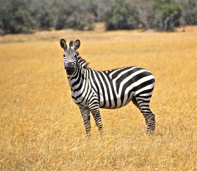  Zebra זברה   stripes
