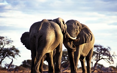 __couple_walk_grass_trees_africa פילים 