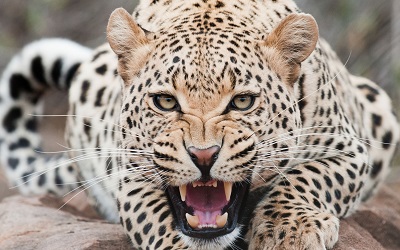  נמר leopard_predator_face_teeth_aggression