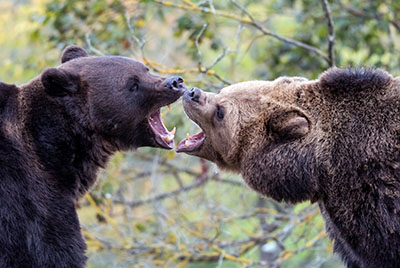 דב  bear   שני דובים  הדב