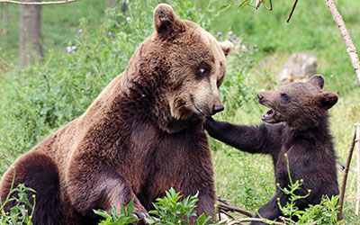 דב  bear   דובה וגור  הדב