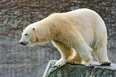 דב  bear   דובים לבנים  דב לבן  הדב