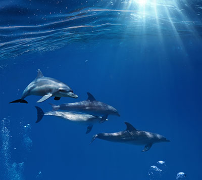 דולפין דולפין  דולפינים