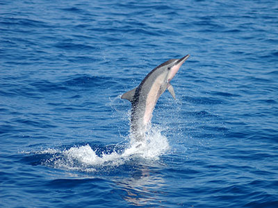 דולפין דולפין  דולפינים   dolphin