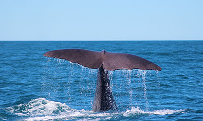 ליוויתן    Sperm-Whale