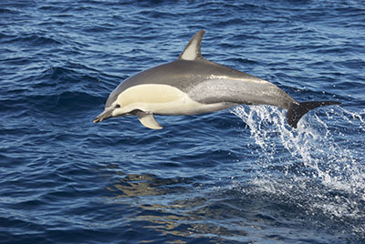 דולפין  דולפינים   dolphin
