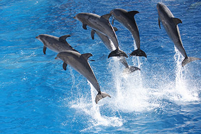 דולפין  דולפינים   dolphin