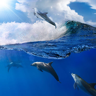 דולפינים  דולפין  דולפינים   dolphin