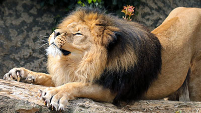 אריה אריה  __lion