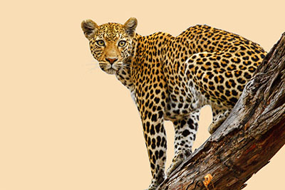 נמר    leopard