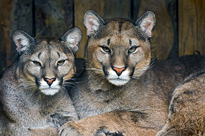 פומה   פומה   _puma  נמר