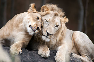 אריותאריות  אריה   _Big_cats_Lions