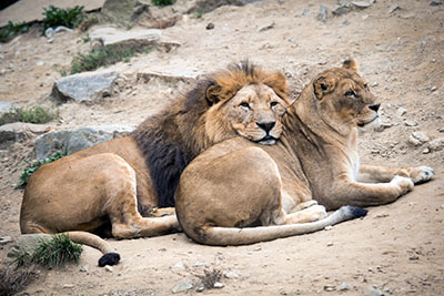 אריותאריות  אריה   _Big_cats_Lions