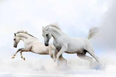 סוסיםסוסים   סוס