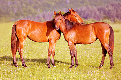סוסים - Horses   סוס