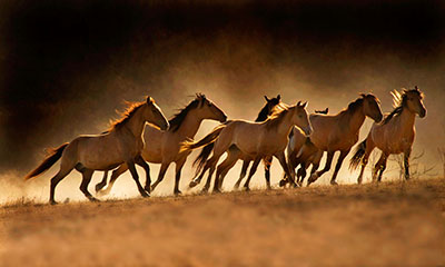 סוסים - Horsesסוסים - Horses   סוס 129