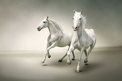 סוסים - Horses   סוס 129